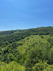Obraz premium Lush green mountains covered in dense forest under clear blue June sky. Summer landscape showing natural wilderness, suitable for themes related to mountain tourism, hiking, and eco-tourism.