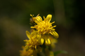 Blüte vom gelben Hauswurz