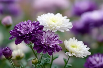 beautiful purple and white chrysanthemums