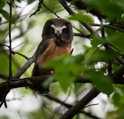 Saw whet owl young in Alberta, Canada
