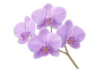 Purple orchid flowers blooming on a transparent background, perfect for adding a touch of elegance to any design