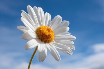 chamomile blossom on blue background