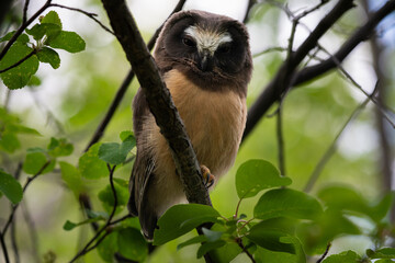 Saw whet owl young in Alberta, Canada
