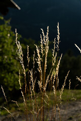 Gräser im Abendlicht