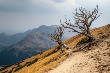 Naklejka premium desiccated trees on a hilltop