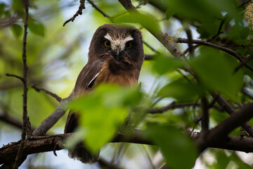 Saw whet owl young in Alberta, Canada