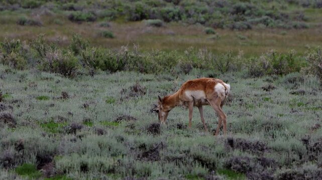 Female Pronghorn on a blustery day on the prairie at Arapaho National Wildlife Refuge in Colorado