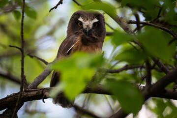 Saw whet owl young in the Canadian wilderness
