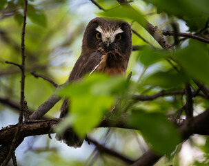 Saw whet owl young in the Canadian wilderness
