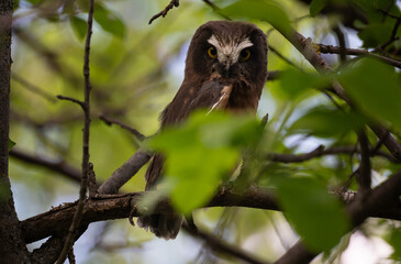 Saw whet owl young in the Canadian wilderness
