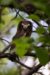 Saw whet owl young in the Canadian wilderness