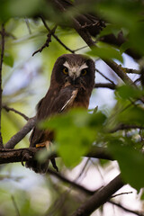 Saw whet owl young in the Canadian wilderness
