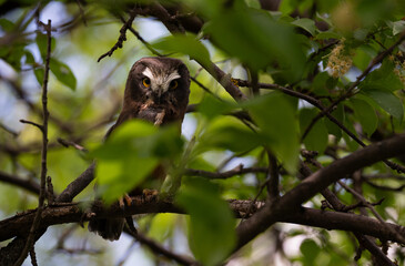 Saw whet owl young in the Canadian wilderness