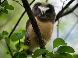 Saw whet owl young in the Canadian wilderness