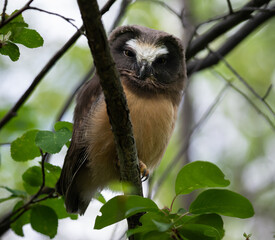 Saw whet owl young in the Canadian wilderness