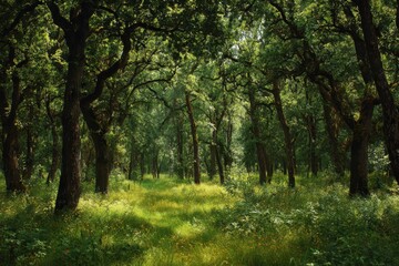 summer oak woods