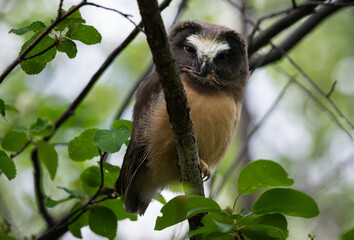 Saw whet owl young in the Canadian wilderness