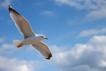 Fototapeta premium A large elegant white seagull glides through a blue sky soaring over clouds with its wings outstretched Bird photo