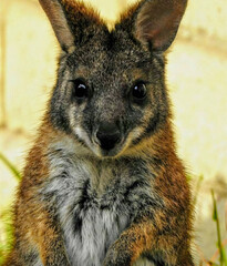 Swamp Wallaby Close-Up