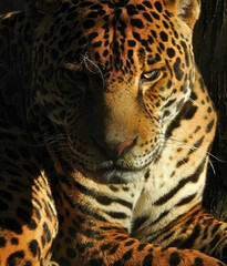 Jaguar Resting in Shade