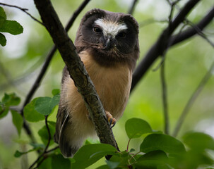 Saw whet owl young in the Canadian wilderness