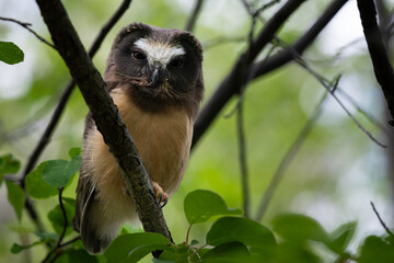 Saw whet owl young in the Canadian wilderness