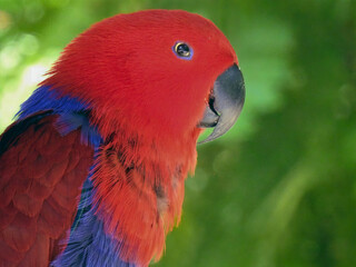 Female Eclectus Parrot Portrait