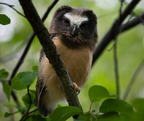Saw whet owl young in the Canadian wilderness