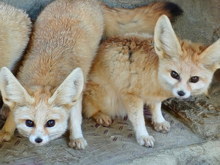 Fototapeta premium Two Fennec Foxes Standing Together
