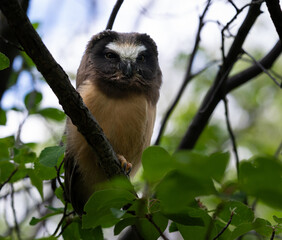 Saw whet owl young in the Canadian wilderness