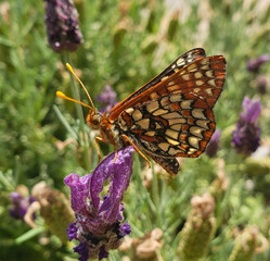 Butterfly on Lavender Bloom