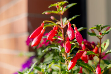 Selective focus of Fuchsia magellanica, Purple red flower in the garden, Hummingbird fuchsia or hardy fuchsia is a species of flowering plant in the family Evening Primrose family, Floral background.