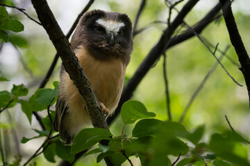 Saw whet owl young in the Canadian wilderness