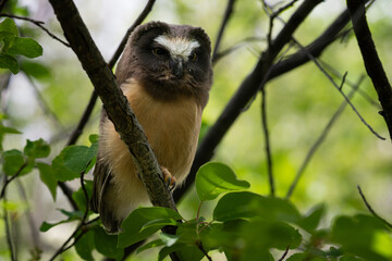 Saw whet owl young in the Canadian wilderness