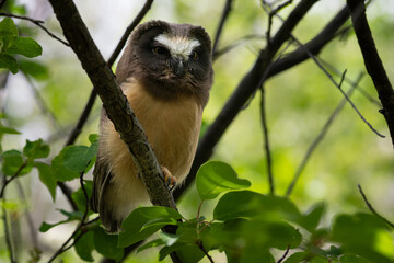 Saw whet owl young in the Canadian wilderness