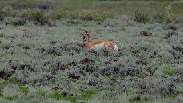 Female Pronghorn on a blustery day on the prairie at Arapaho National Wildlife Refuge in Colorado