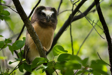 Saw whet owl young in the Canadian wilderness