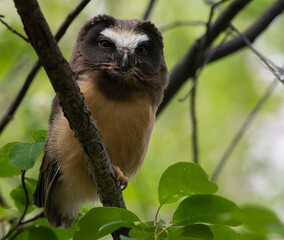 Saw whet owl young in the Canadian wilderness