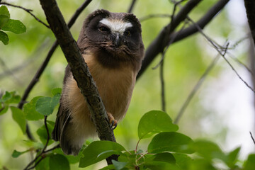 Saw whet owl young in the Canadian wilderness