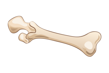 Detailed illustration of a human femur bone isolated on a black background