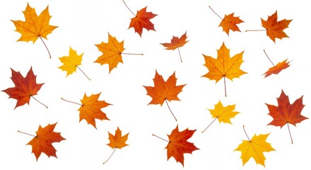 Collection of autumn maple leaves in vibrant orange yellow and red colors scattered on white background for seasonal design