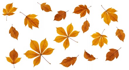 Obraz premium Scattered autumn chestnut leaves in warm orange and yellow tones on white background, perfect for fall seasonal designs