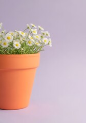 A terracotta pot filled with a cluster of small white daisies with yellow centers against a light purple background.