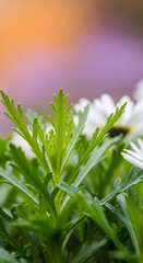 Close-up shot of vibrant green foliage with serrated edges, partially obscuring white daisy petals, against a soft, blurred background of orange and lavender hues.