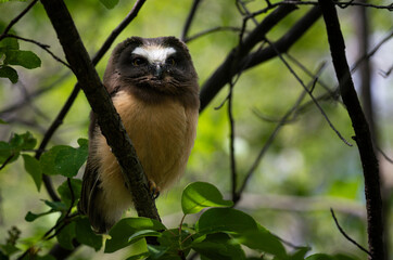 Saw whet owl baby in the Canadian wilderness