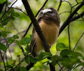 Saw whet owl baby in the Canadian wilderness