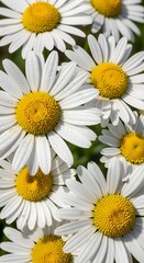 Close-up of several white daisies with bright yellow centers, some with water droplets on their petals, against a blurred green background.