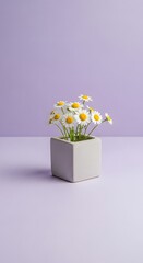 Small square pot containing a bunch of white and yellow daisy flowers against a light purple background.