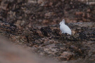 arctic hare in white fur