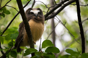 Saw whet owl baby in the Canadian wilderness